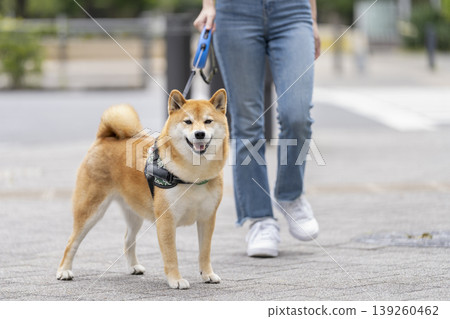 A Shiba Inu (5-year-old male) on a walk looks directly at the camera. 139260462