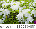 Azaleas on the hill of the ancient Izumo royal tomb 139260465