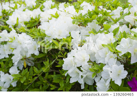 Azaleas on the hill of the ancient Izumo royal tomb Azaleas on the hill of the ancient Izumo royal tomb 139260465