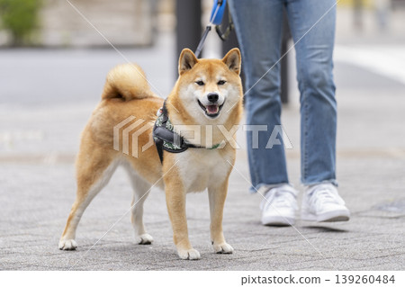 一隻5歲的柴犬(雄性)在散步時直視鏡頭。 一隻5歲的柴犬(雄性)在散步時直視鏡頭。 139260484