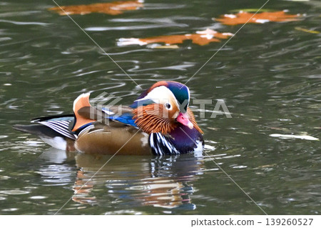 duck游泳 139260527