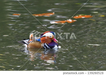 duck游泳 duck游泳 139260528