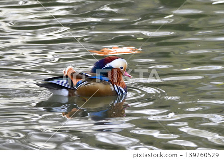 duck游泳 duck游泳 139260529
