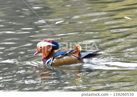 duck游泳 duck游泳 139260530
