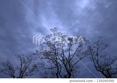 含苞待放的樹木漂浮在雲霧繚繞的天空 含苞待放的樹木漂浮在雲霧繚繞的天空 139260560
