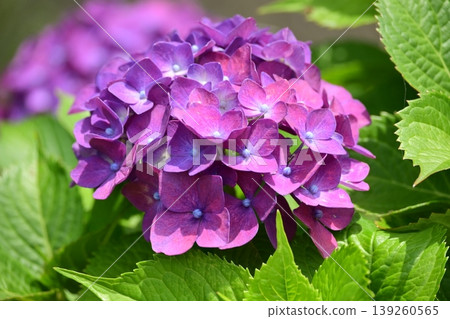 Hydrangea Hydrangea 139260565