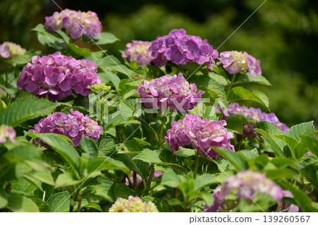 Hydrangea Hydrangea 139260567