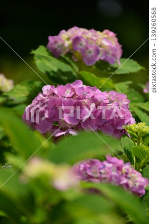 Hydrangea Hydrangea 139260568