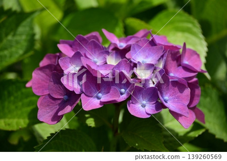 Hydrangea Hydrangea 139260569
