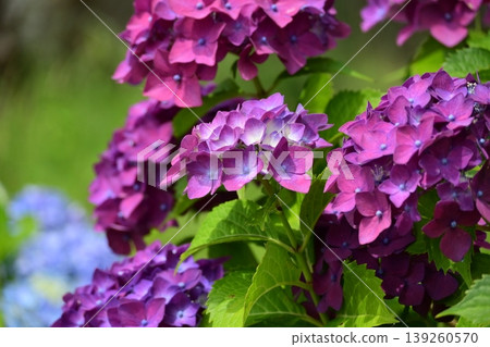 Hydrangea Hydrangea 139260570