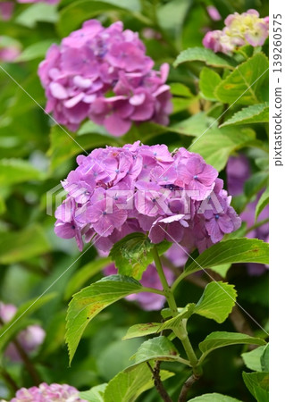 Hydrangea Hydrangea 139260575