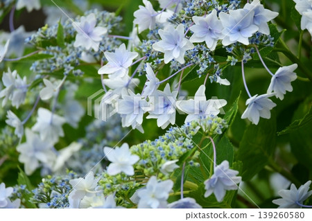 Hydrangea Hydrangea 139260580
