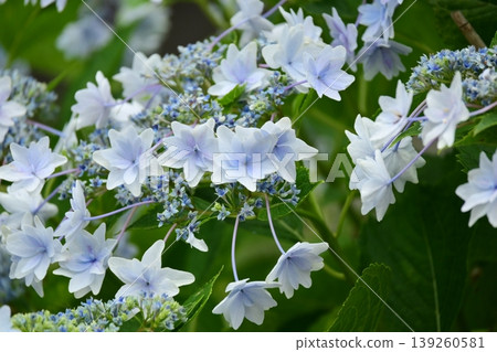 Hydrangea Hydrangea 139260581