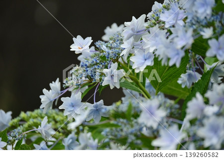Hydrangea Hydrangea 139260582
