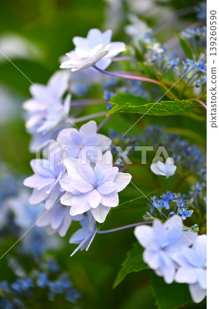 Hydrangea Hydrangea 139260590