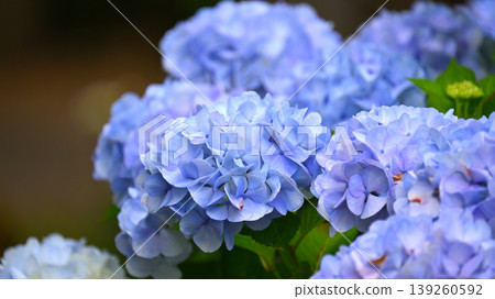Hydrangea Hydrangea 139260592