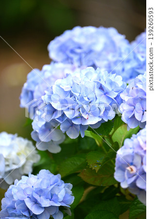Hydrangea Hydrangea 139260593