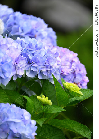 Hydrangea Hydrangea 139260595