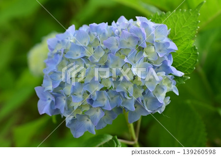 Hydrangea Hydrangea 139260598