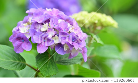Hydrangea Hydrangea 139260605