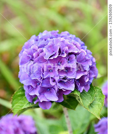 Hydrangea 139260609