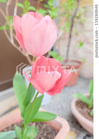 Pink tulips add color to your spring garden. Pink tulips add color to your spring garden. 139260648