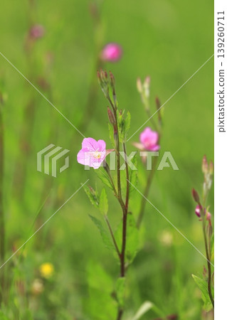Pretty red flower evening primrose (evening primrose) Pretty red flower evening primrose (evening primrose) 139260711