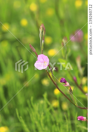Pretty red flower evening primrose (evening primrose) Pretty red flower evening primrose (evening primrose) 139260712