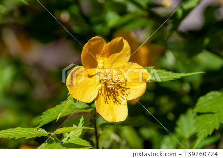 日本棣棠（Kerria japonica）[薔薇科，棣棠屬]的金黃色花朵 139260724