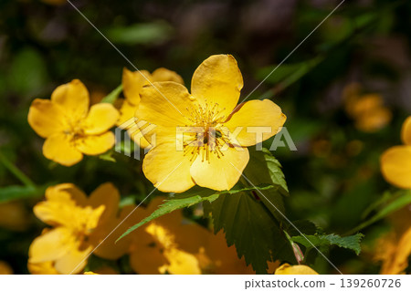 The golden-colored flowers of the Japanese kerria (Kerria japonica) [Rosaceae family, Kerria genus] 139260726
