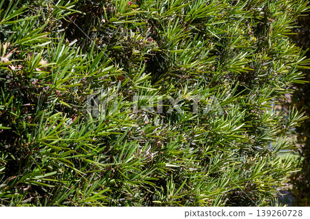Podocarpus macrophyllus (Podocarpaceae family), commonly used as a garden tree or hedge. 139260728