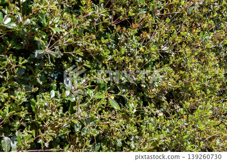 The leaves of the Japanese evergreen oak (Quercus phillyraeoides), which are leathery and hard, are often used as street trees and hedges. The leaves of the Japanese evergreen oak (Quercus phillyraeoides), which are leathery and hard, are often used as street trees and hedges. 139260730