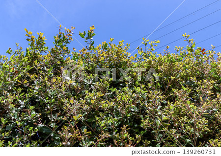 日本常綠櫟樹（Quercus phillyraeoides）的葉子革質堅硬，常被用作行道樹和綠籬。 139260731