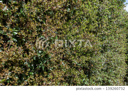The leaves of the Japanese evergreen oak (Quercus phillyraeoides), which are leathery and hard, are often used as street trees and hedges. The leaves of the Japanese evergreen oak (Quercus phillyraeoides), which are leathery and hard, are often used as street trees and hedges. 139260732