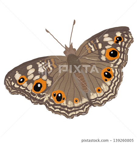 Brown butterfly realistic illustration with detailed wings Brown butterfly realistic illustration with detailed wings 139260805