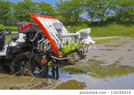 Scenes of rice planting work in rice paddies during the rice growing season. Scenes of rice planting work in rice paddies during the rice growing season. 139260818