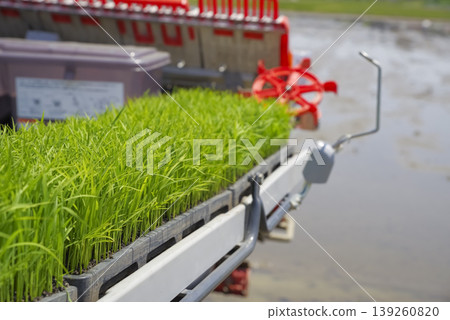 Scenes of rice planting work in rice paddies during the rice growing season. 139260820