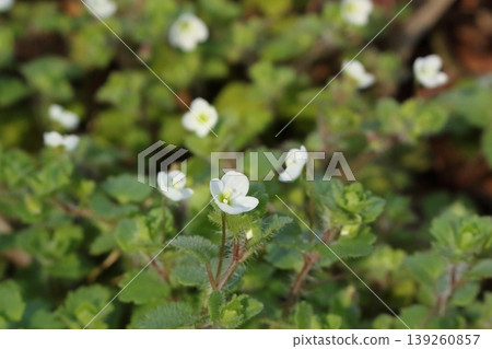 Clusters of Veronica polifolia 139260857