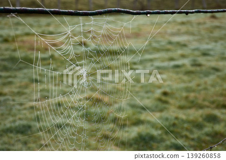 Spider web glistening with morning dew captured during a serene mountain hike 139260858