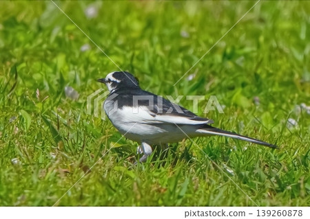 Black-backed wagtail Black-backed wagtail 139260878