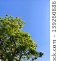 Fresh green and blue sky 139260886