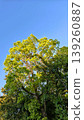 A large tree and a blue sky 139260887