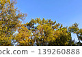 Trees shining in the sunlight 139260888