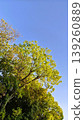 Fresh greenery shining against the blue sky 139260889