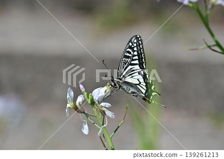 Swallowtail butterfly / spring image Swallowtail butterfly / spring image 139261213