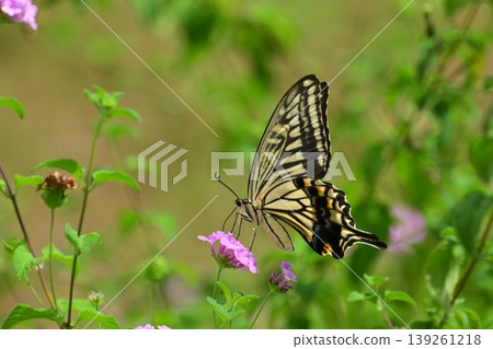 Swallowtail butterfly / spring image Swallowtail butterfly / spring image 139261218