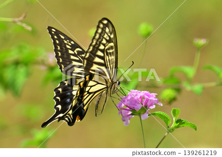 Swallowtail butterfly / spring image Swallowtail butterfly / spring image 139261219