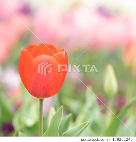 Lovely tulips blooming in a spring flowerbed Lovely tulips blooming in a spring flowerbed 139261243