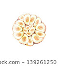 Garlic bulb cross section with cloves arranged in a circle. Hand drawn watercolor illustration hot seasoning isolated from background Aromatic culinary herb, flavour for food recipe, packaging 139261250