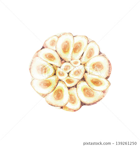 Garlic bulb cross section with cloves arranged in a circle. Hand drawn watercolor illustration hot seasoning isolated from background Aromatic culinary herb, flavour for food recipe, packaging 139261250